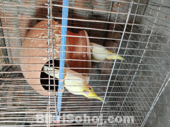 রানিং ককাটেল এক জোড়া